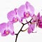 Go to the profile of Zoe Schwingel-Sauer