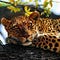 Go to the profile of VOLMAR Safaris