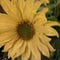 Go to the profile of Jane Tellekson Juten