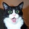 Go to the profile of Programmer Cat