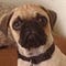 Go to the profile of Jabba The Pug