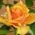 Go to the profile of priscillaraji