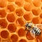 Go to the profile of L'abeille et l'architecte