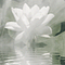 Go to the profile of Spiritual Seeker