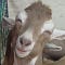 Go to the profile of goat-on-a-stick