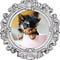 Go to the profile of Maltese Puppies