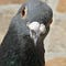 Go to the profile of Pigeons Of Boston