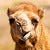 Go to the profile of Gheorghe Chesler