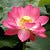 Go to the profile of Binh Vo