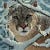 Go to the profile of Brindusa-Katalin Poenaru