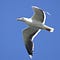 Go to the profile of Larus Yang