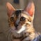 Go to the profile of Simba Bengal