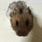 Go to the profile of Akira Miyama