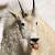 Go to the profile of Bearded Goat Trail Run