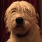 Go to the profile of Lainie Glaser Levin