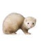 Go to the profile of reverseferret