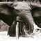 Go to the profile of ROCK THE ELEPHANT®