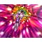 Go to the profile of Solarj