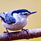 Go to the profile of NationalSocietyofBirding
