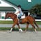 Go to the profile of Helpful Horse Tips