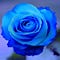 Go to the profile of Heidi Li Feldman