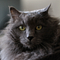 Go to the profile of NERO