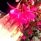 Go to the profile of Roise Maeveloisne