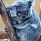 Go to the profile of Glacier--TCM practitioner