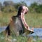 Okavango Journal