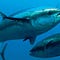 Go to the profile of Tuna Stories