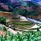 Go to the profile of Hotels in Vietnam