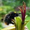 Go to the profile of PlantPlots