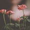 Go to the profile of Blue Tree