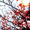 The Word Tree