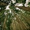 The Healing Forest Project