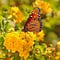 Go to the profile of Gentle Path Meadows