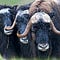 Go to the profile of Muskox Cow