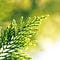 The Sustainability Graduate Programs