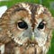 Go to the profile of The Owl's Conundrum