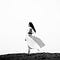 Go to the profile of Andrea Neiman