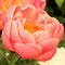 Go to the profile of sheblooms