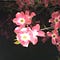 Go to the profile of What Blooms at Night