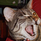 Go to the profile of Red Dragon Studios