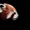Go to the profile of RedPanda Music