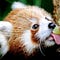 Red Panda