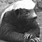 Go to the profile of Honey Badger