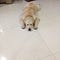 Go to the profile of kushal samant