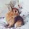 Go to the profile of Rachel Shallom