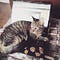 Go to the profile of Gato Terapeuta