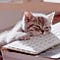 Go to the profile of boring spoon